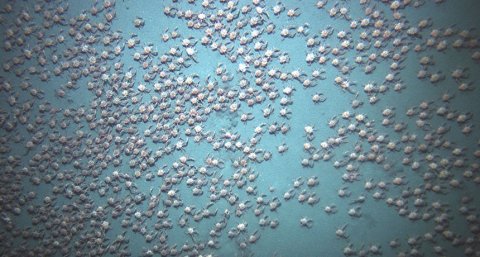 Учени са открили рачешко парти на океанското дъно