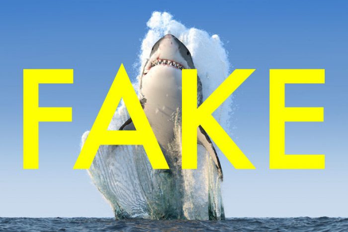 14 неподправени снимки на акули, направени от истински фотограф на National Geographic