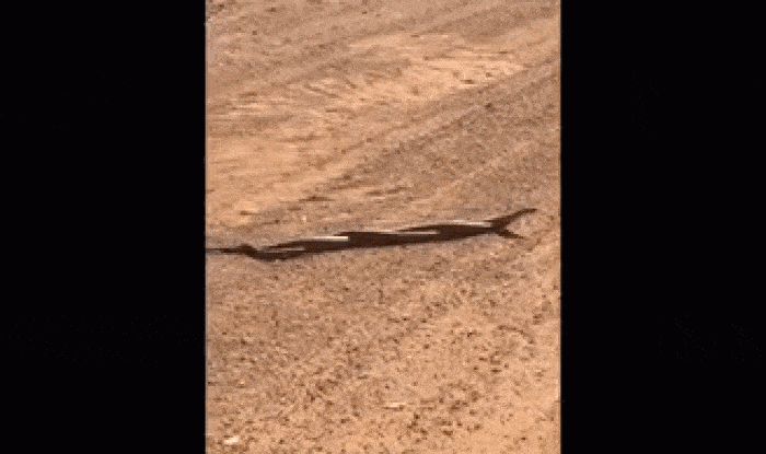 Вижте как две змии се борят и образуват една кошмарна супер-змия