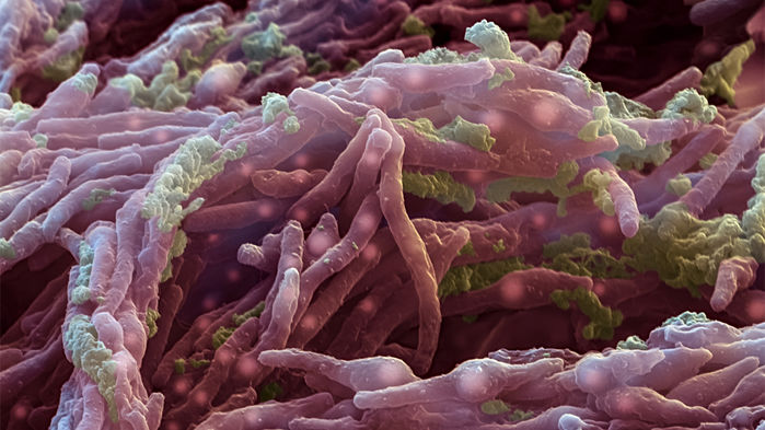 Биологична версия на зловреден софтуер "обръща" антибиотичната резистентност при туберкулоза