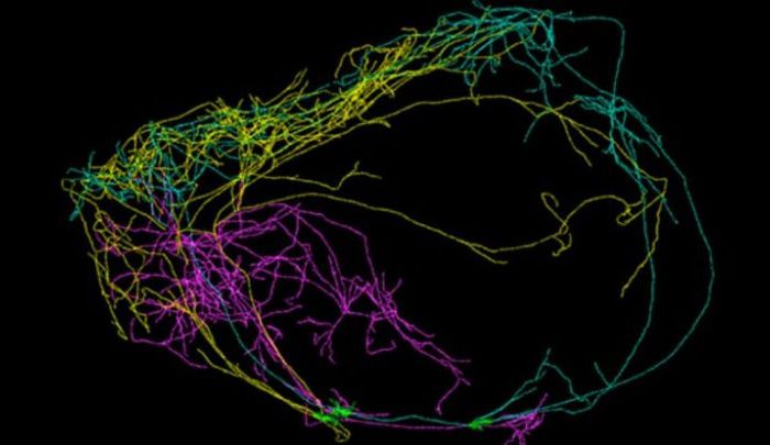 Открит е гигантски неврон, увит около целия мозък – възможно е там да се формира съзнанието