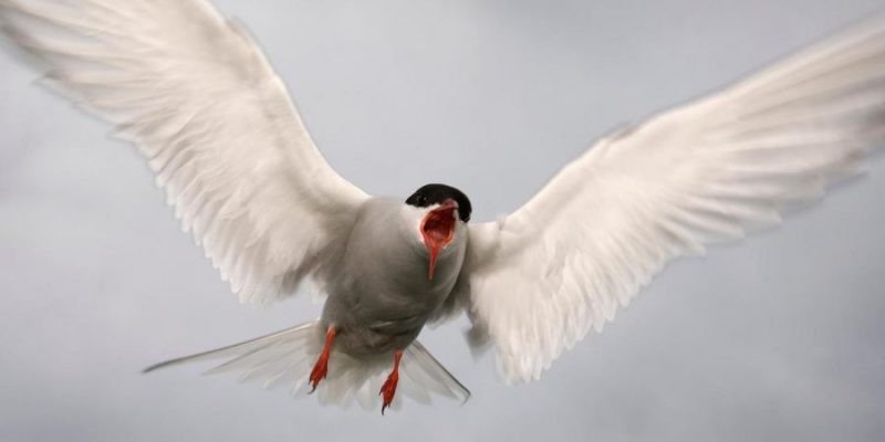 Полярна рибарка (Sterna paradisaea) (Credit: Edwin Giesbers/naturepl.com)
