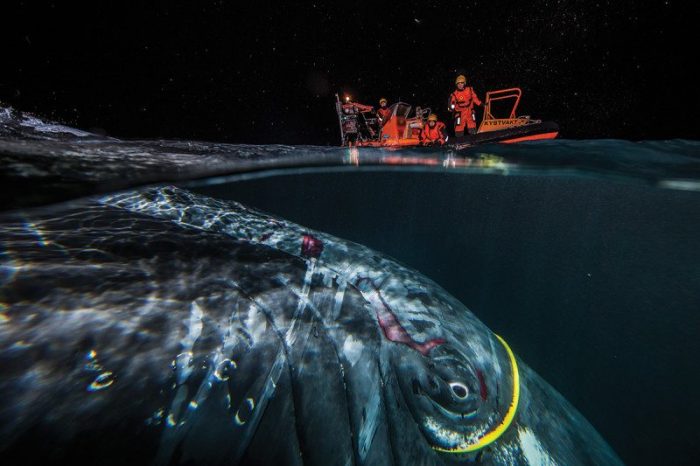 Хакер, гърбатият кит, който се заплете в интернет кабел
