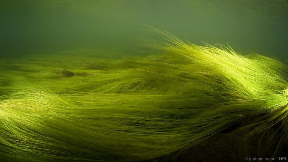 Зелени влакновидни водорасли. Credit: graham eaton / NPL