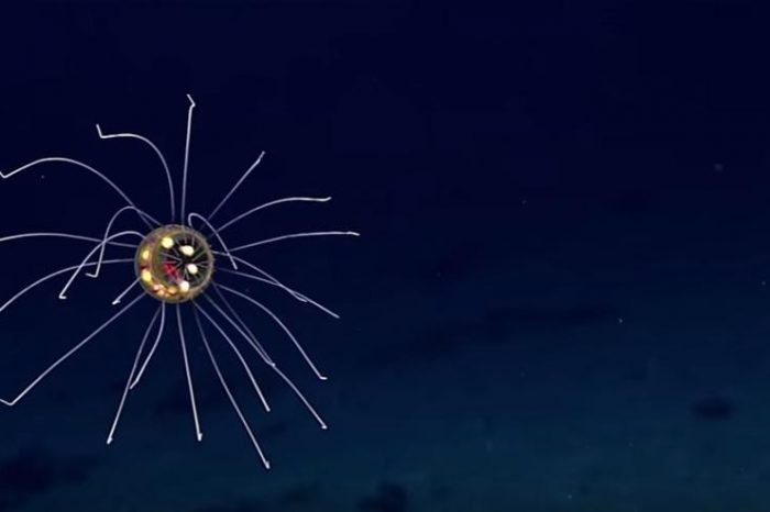 Да си припомним тази мистериозна, излъчваща светлина медуза