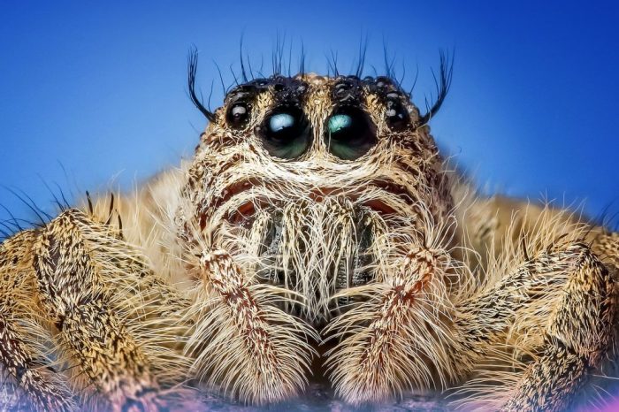 Ако паяците ядяха хора, те биха могли да погълнат всички ни за една година (и не биха се заситили)