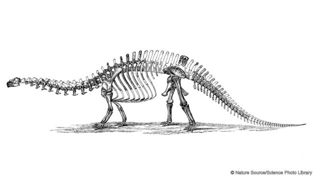 Апатозавър, т.е. бронтозавър. Credit: Nature Source/Science Photo Library