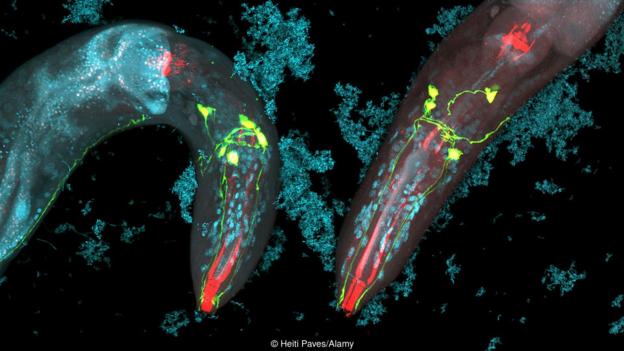 Caenorhabditis elegans може също да пътува в стомаха. Credit: Heiti Paves/Alamy
