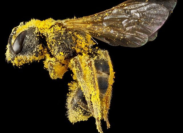 Защо медоносните пчели са толкова добри в поддържането на спретнат вид (всичко се дължи на косъма)