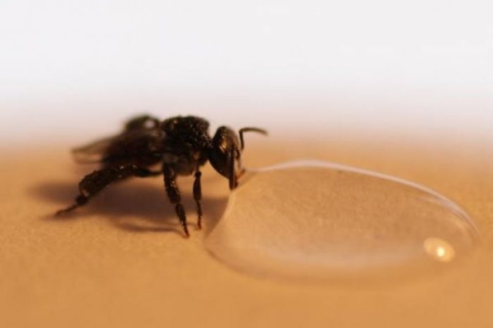 От архива: Пчелите също се сгряват с топли напитки