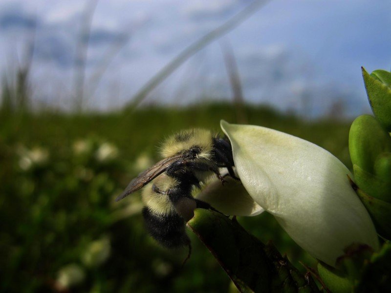 Земна пчела, събираща нектар, съдържащ вторични метаболити иридоидни гликозиди от растението Chelone glabra L. Credit: Leif Richardson