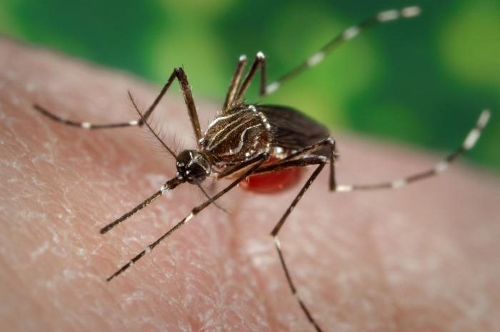 Комарите – непознатите познати