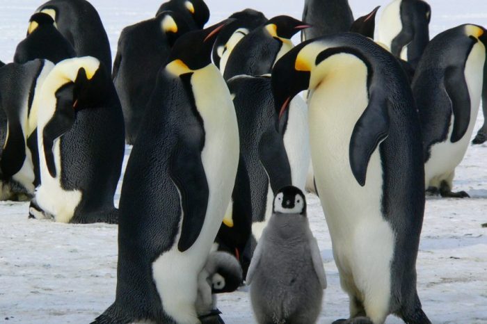 Императорските пингвини може да се превърнат в изчезващ вид до края на века