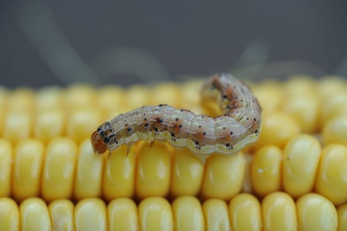 Климатичните промени могат да помогнат на насекомите да преодолеят генетичните защити на Bt-царевицата