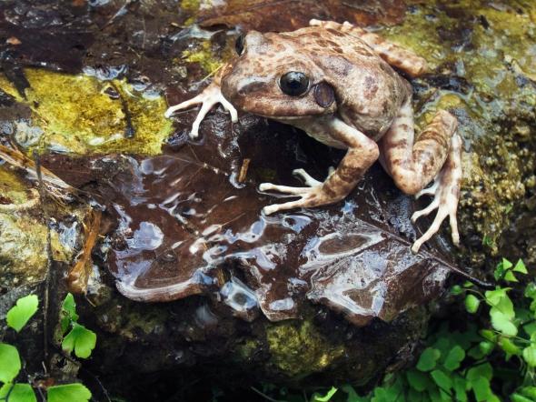 Лаещи жаби. Credit: Rolf Nussbaumer, Alamy
