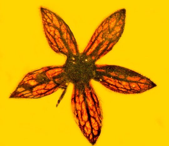 [АУДИО] Седем цели екземпляра от цвете на 100 милиона години