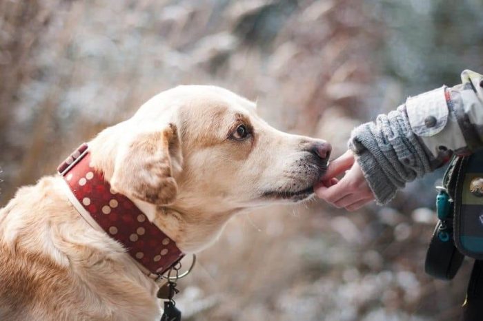 Социалнните умения на кучетата зависят от рецепторите за хормона окситоцин