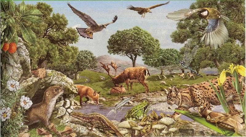 Фигура 4. Пример за геобиоценоза. Разбира се, липсва важен елемент – човекът, а като го няма човека, ги няма и етносите. Затуй картинката изглежда тъй идилична.
