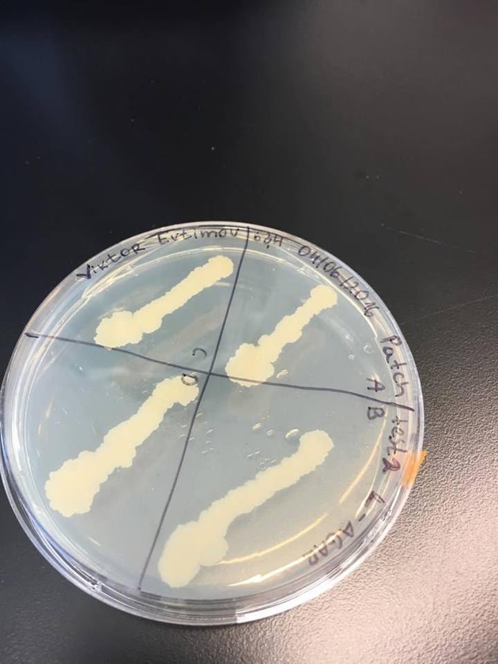 Съд с бактерия (Mycobacterium smegmatis), която е заразена с вируса, изолиран от Виктор.
