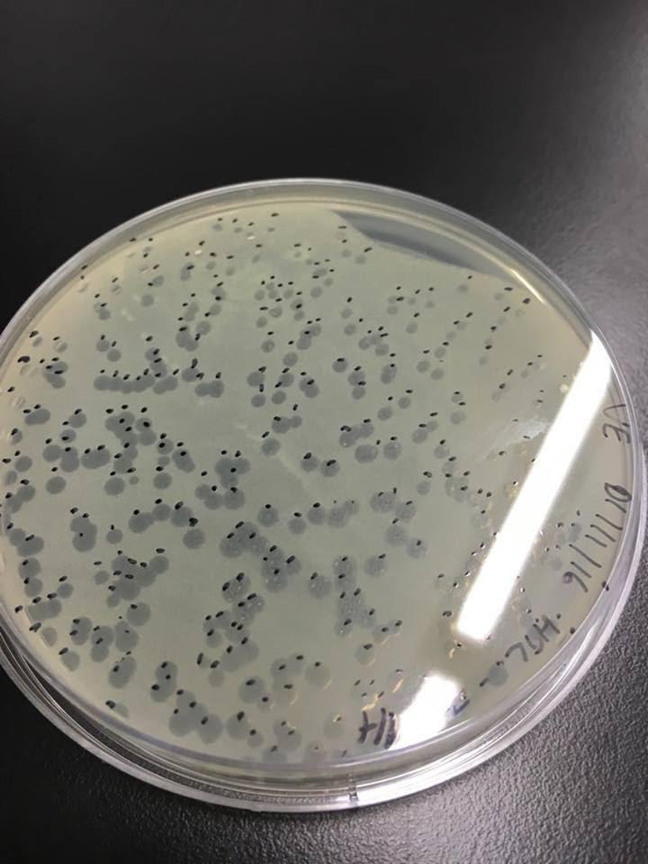 Отново съд с Mycobacterium smegmatis. На местата на петната вирусът е убил бактериите, за да се размножи.