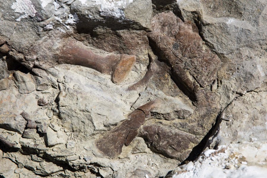 Костите на пръстите, горната челюст и муцуната от скелета на тиранозавър, открит в Националния монумент Гранд Стеъркейз Ескаланте (Grand Staircase-Escalante). Скелетът е най-добре запазеният сред намираните в югозападната част на Съединените Щати. Credit: Mark Johnston/NHMU