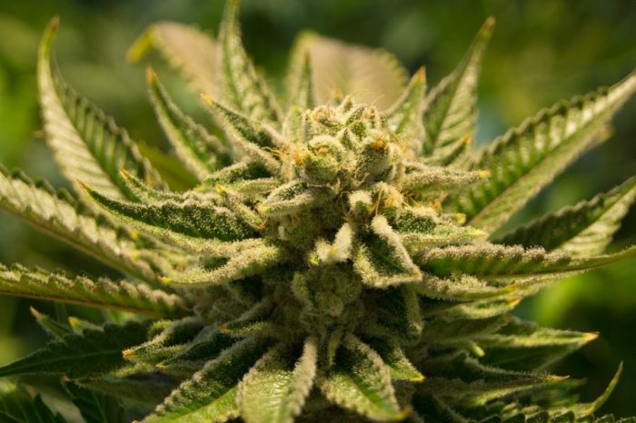 Изследване показва: 1/4 от пациентите в Сиатъл болни от рак използват медицинска марихуана