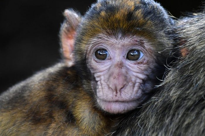 Ключово свойство на човешкия мозък открито и при маймуните