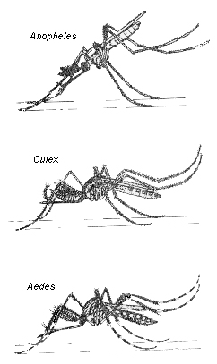 Сравнение на позицията на тялото при родовете Anopheles, Culex и Aedes по материали от виртуалната библиотека на Панамериканската здравна организация, www.bvsde.paho.org. 