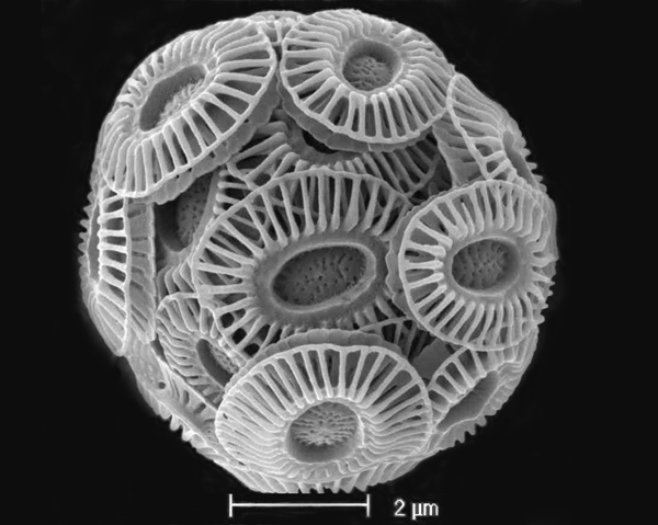 Покрита с коколити клетка на Emiliania huxleyi под сканиращ електронен микроскоп. Маркерът отговаря на 2 µm. Източник: Phycokey, по изображение от eldrid.cult.bg_Lovelock.