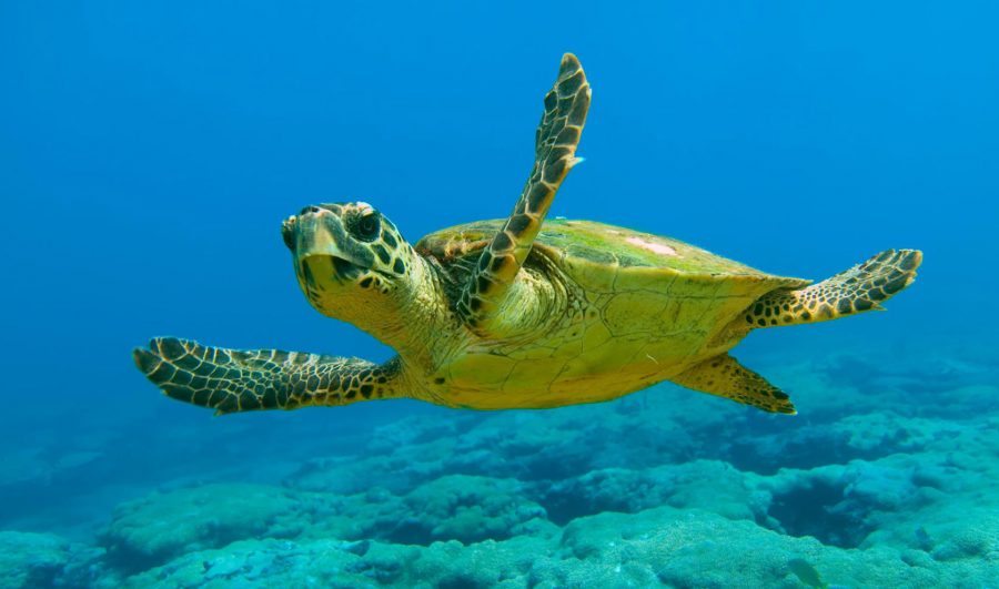 фиг. 3. Костенурката Карета е и една от атракциите на Средиземноморието. Източник: https://kefaloniaisland.org/stories/the-loggerhead-turtles-caretta-caretta-in-kefalonia