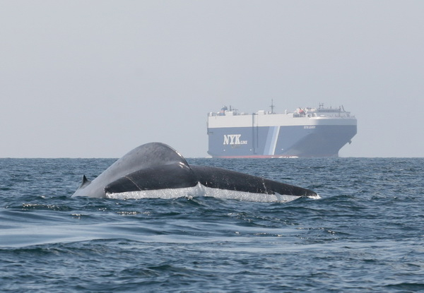 фиг. 5. Интересна мярка за защита на китовете от товарните кораби предприемат от другата страна на Америка. Там организации решават да платят по 2500 щатски долара на корабните линии на всеки техен курс, за да премине корабът им със скорост, по-малка от 12 възела през каналите на Санта Барбара. Така не само намаляват смъртните случаи на китове, ударени от кораби, но и вредните емисии от корабния транспорт в района. Източник: Wendy Purnell, https://www.perc.org/articles/slowing-ships-whales. Снимка: J. Calambokidis/Cascadia Research