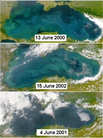 Цветни сателитни изображения от SeaWIFS  на Черно море на (а) 13 юни 2000 (горе), (b) 15 юни 2002 (средата), (c) 4 юни 2001 (най-долу). „Тюркоазените завъртулки” показват присъствието на коколити (а и b). Различният цвят на най-долното изображение (c) отговаря на видимия от сателит цвят на морето при малко количество коколити. Източник: http://www.ims.metu.edu.tr/cv/oguz/ehux.htm