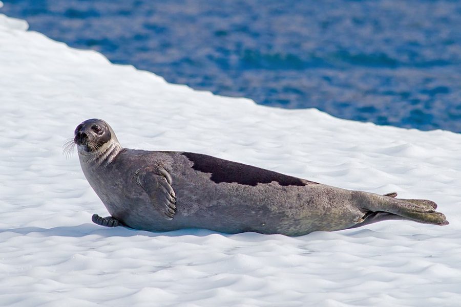 Фиг. 10. Гренландски тюлен (Pagophilus groenlandicus).