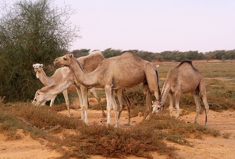 Фиг. 3. Арабска камила (Camelus dromedaries).