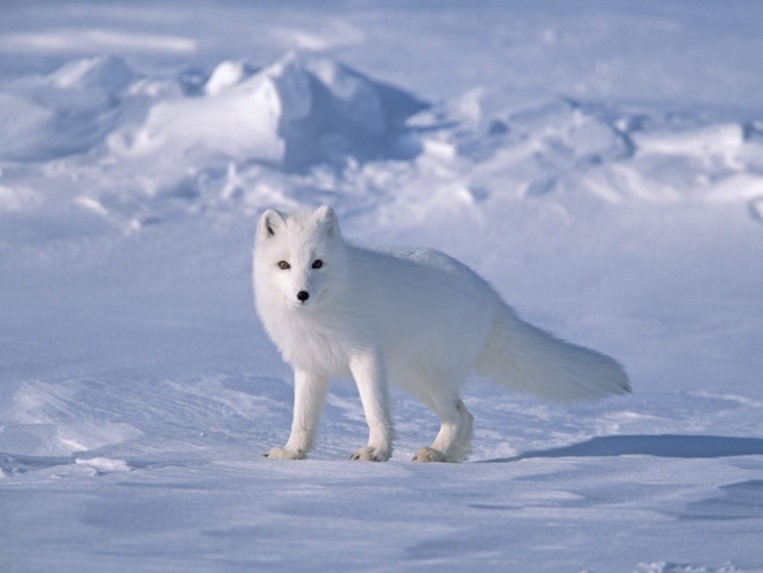 Фиг. 7. Арктическа лисица (Alopex lagopus)