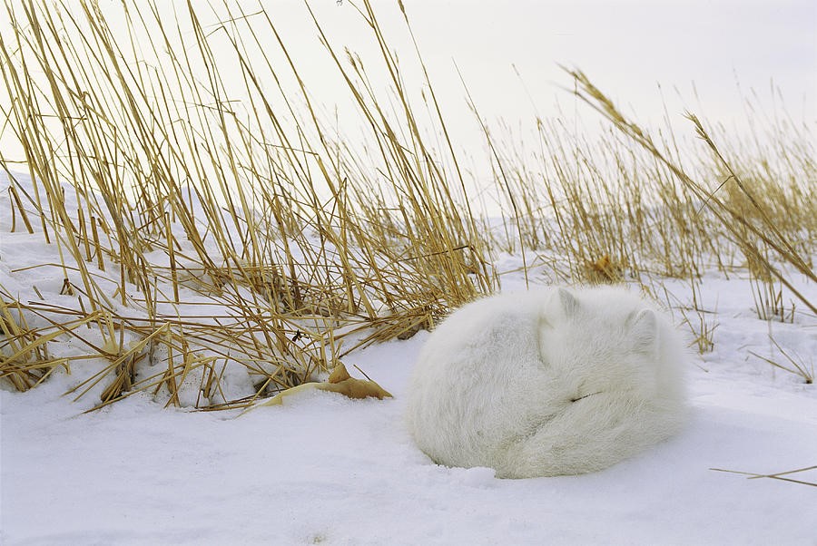 Фиг. 9. Арктическа лисица, свила се в снега.