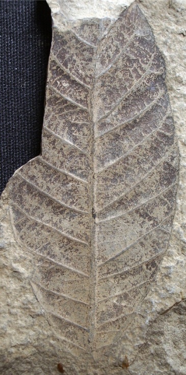 Lithocarpus palaeorhodopensis; Palamarev et Mai