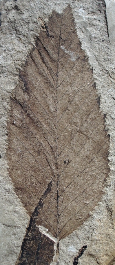 Alnus palaeorhodopaea; Bozukov et Palamarev