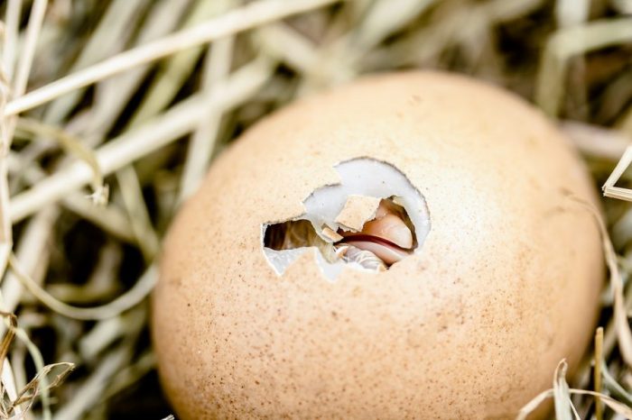 Учени разкриват какво придава здравина на яйчената черупка