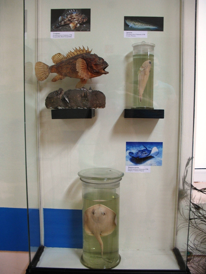 Трите отровни черноморски риби. Снимка: Росица Ташкова