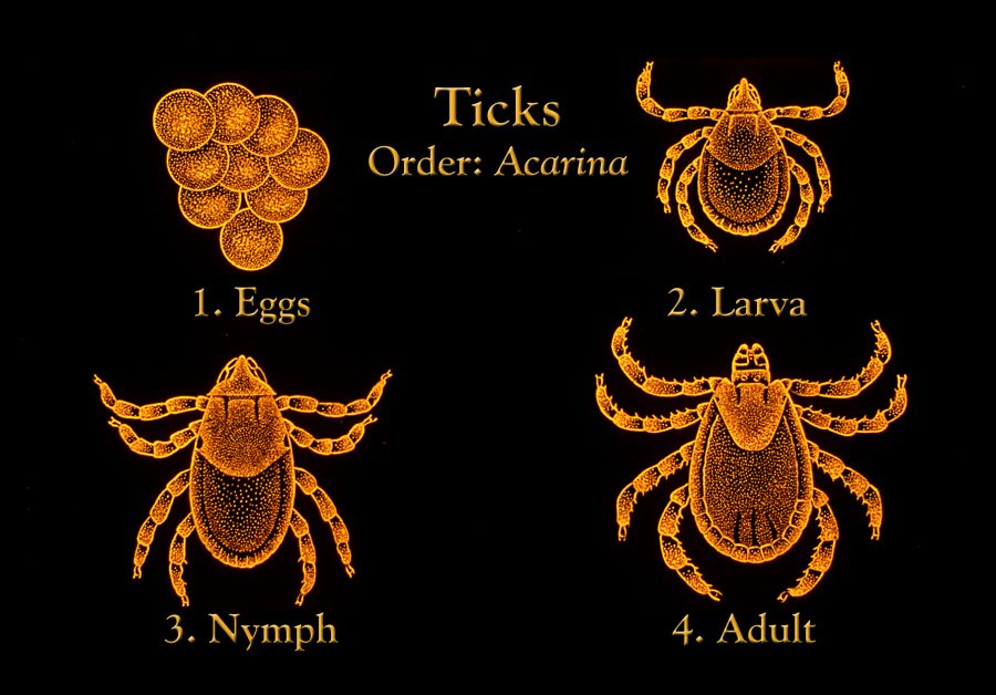 Стадии на развитие на кърлежи от разред Acarina: 1. Яйца; 2. Ларва, с шест крака; 3. Нимфа, с осем крака; 4. Имаго (половозрял индивид).