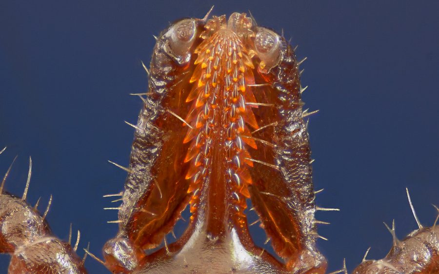 Устен апарат на кърлеж от вида Ixodes ricinus. Credit: micro_pix, flickr, (CC BY-NC-SA 2.0)