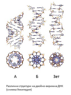 ДНК – много повече от обикновена „двойна спирала“