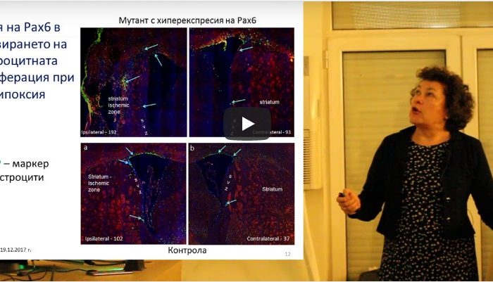 Проект: Постисхемична невропротекция: роля на грелина и транскрипционния фактор Pax6