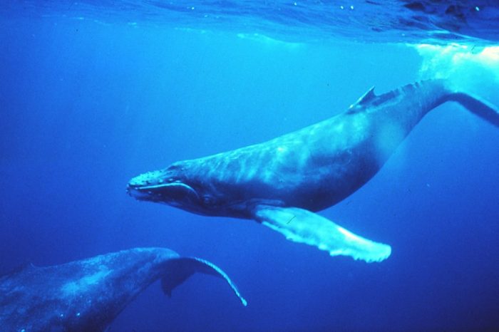 Заплашените от изчезване гърбати китове в южната част на Атлантическия океан са успели почти да се възстановят