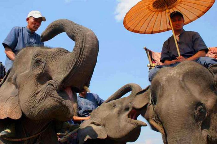 Изчезват ли слоновете в Лаос