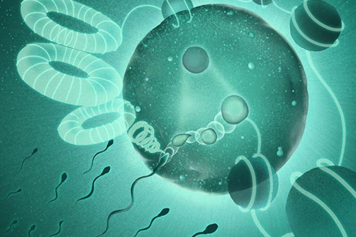 Как спермата разопакова мъжкия геном, за да може да се слее с женския и да образува един нов човешки геном - от брой 129