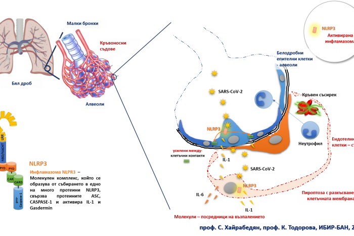 Нови клинични данни потвърждават хипотеза на учени от БАН за ролята на инфламазомата NLRP3 в патогенезата на усложненията при COVID-19