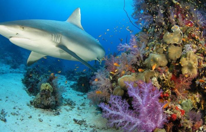 Рифовите акули по целия свят са в беда