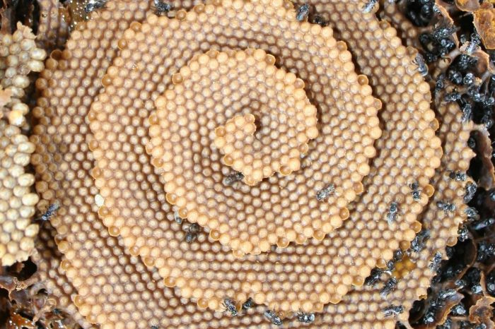 Странните спираловидни пчелни гребени изглеждат като фантастични кристални дворци. Сега знаем защо.